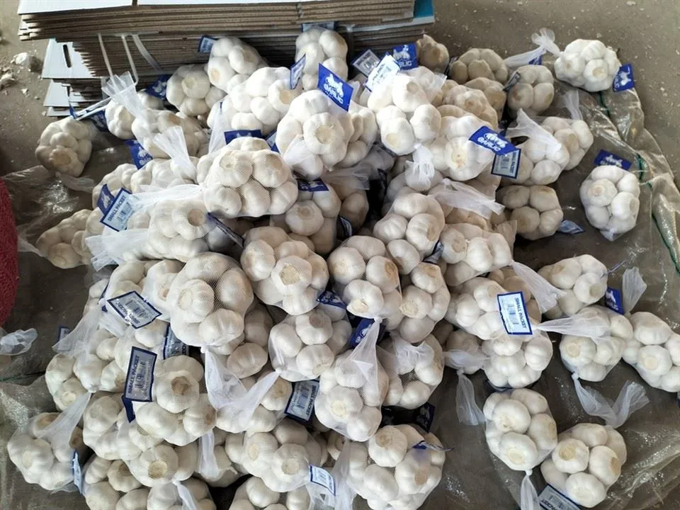 Bawang putih saku net