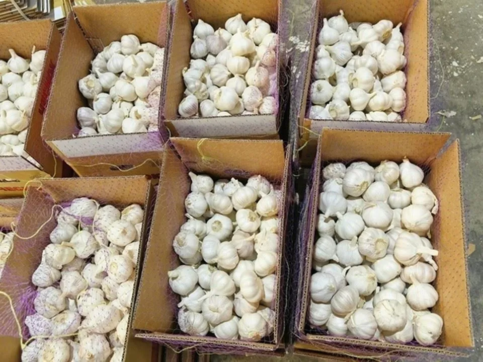 Bawang putih curah yang bagus