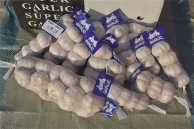 Bawang Putih Liar Segar