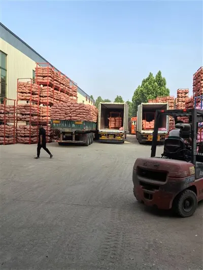 Sekantong Besar Bawang Putih Putih