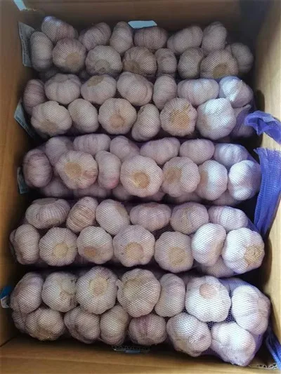 Bawang Putih Kulit Ungu