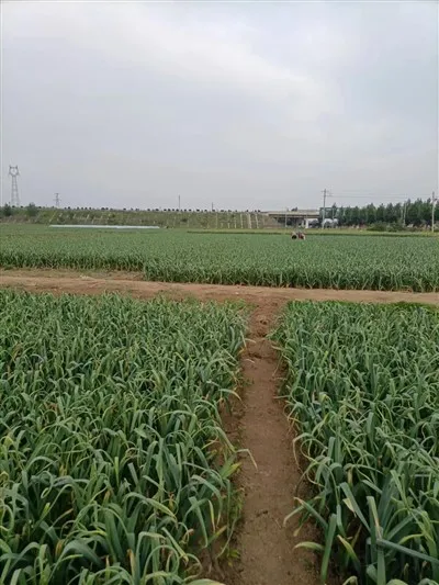 Gaelik Dari Asal Usulnya